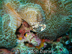 porcelian crab in anenome shot with canon g9 standard cas... by Brendon Baines 